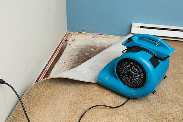 Best Basement water damage restoration  in Littleton Common, MA